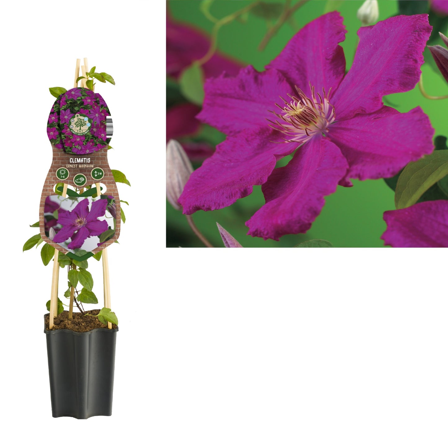 Clematis Ernest Markham 65cm 15cm Pot