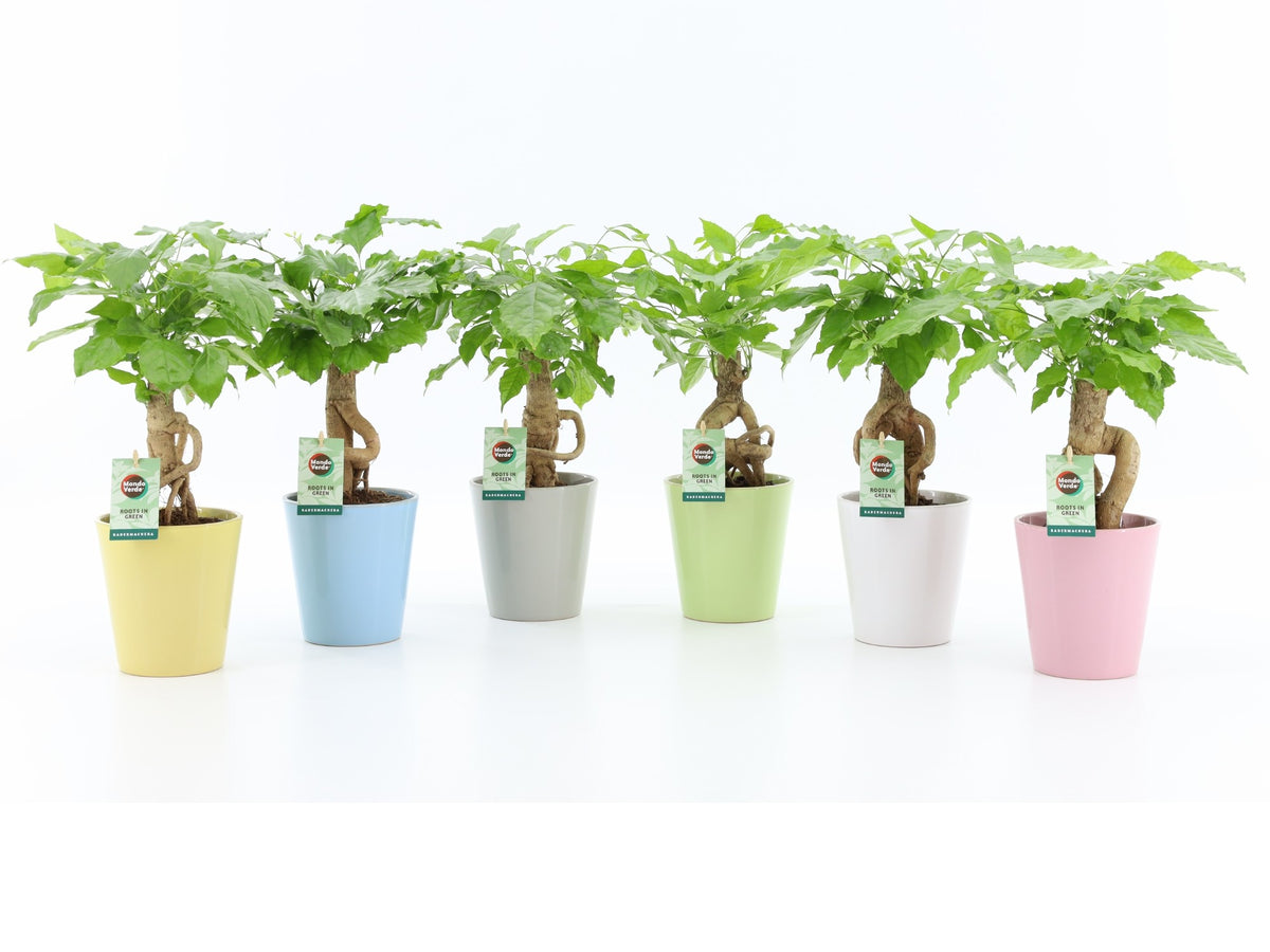 Radermachera sinica 30cm 13cm Pot