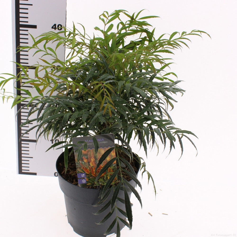 Mahonia 30cm 19cm Pot