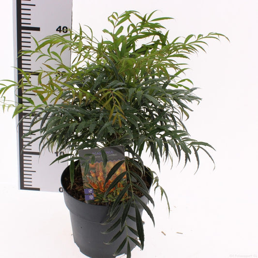 Mahonia 30cm 19cm Pot