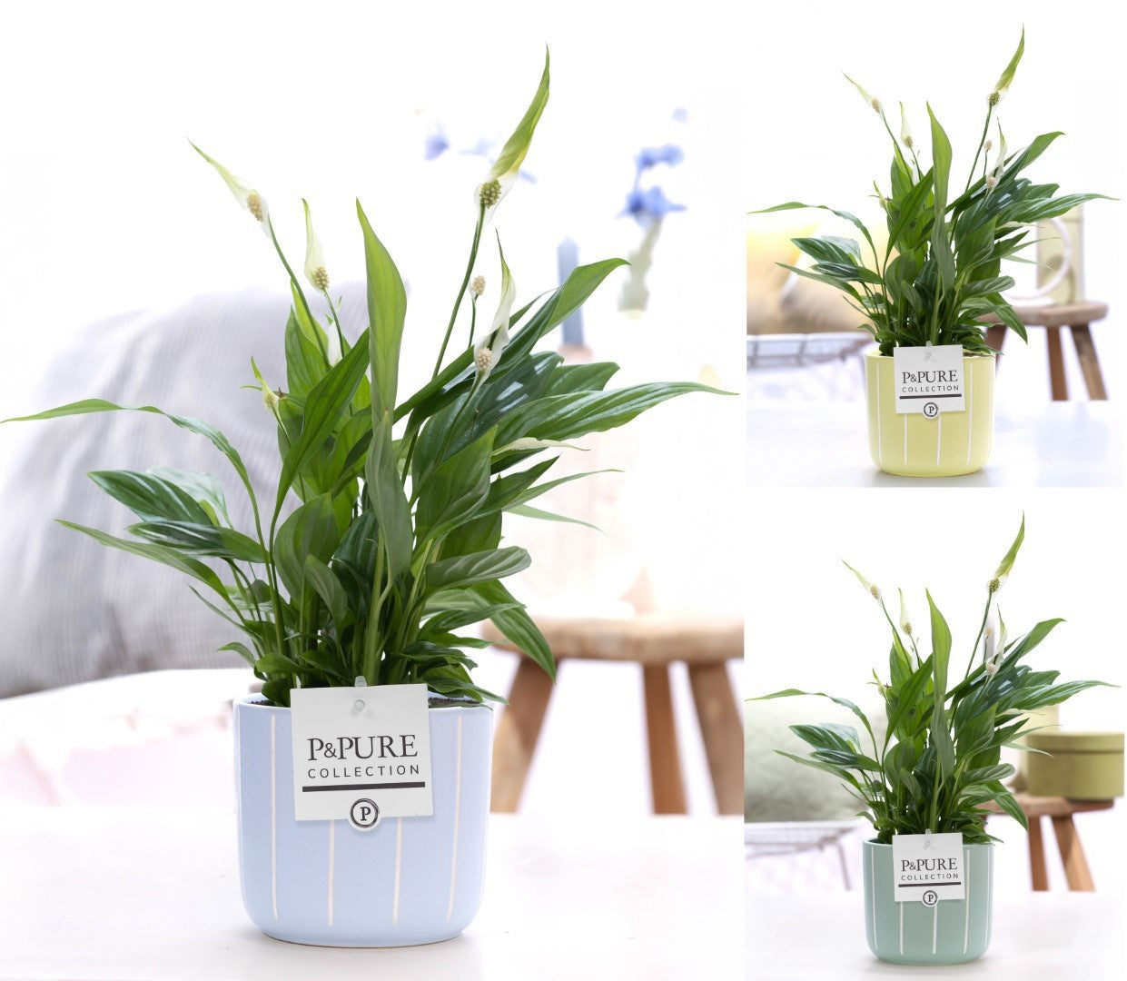 Pure Collection Spathiphyllum hybrid Pack of 5