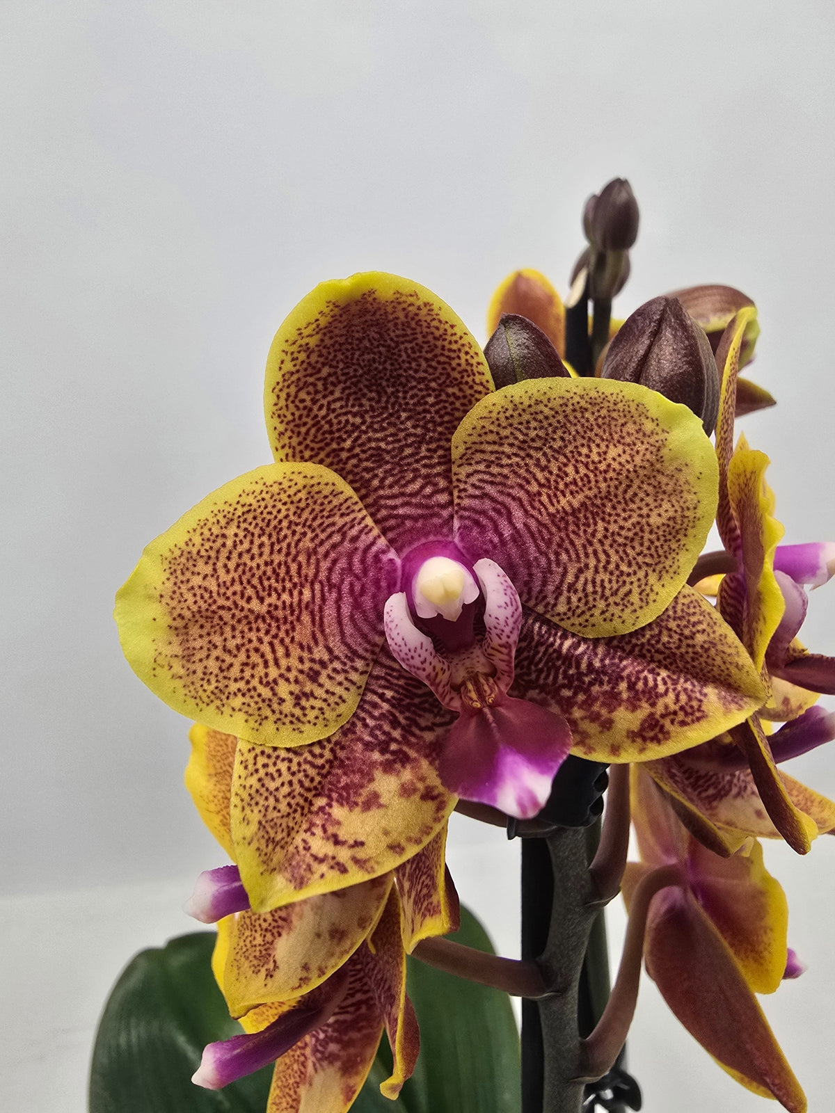 Phalaenopsis Hybrid 40cm 12cm Pot