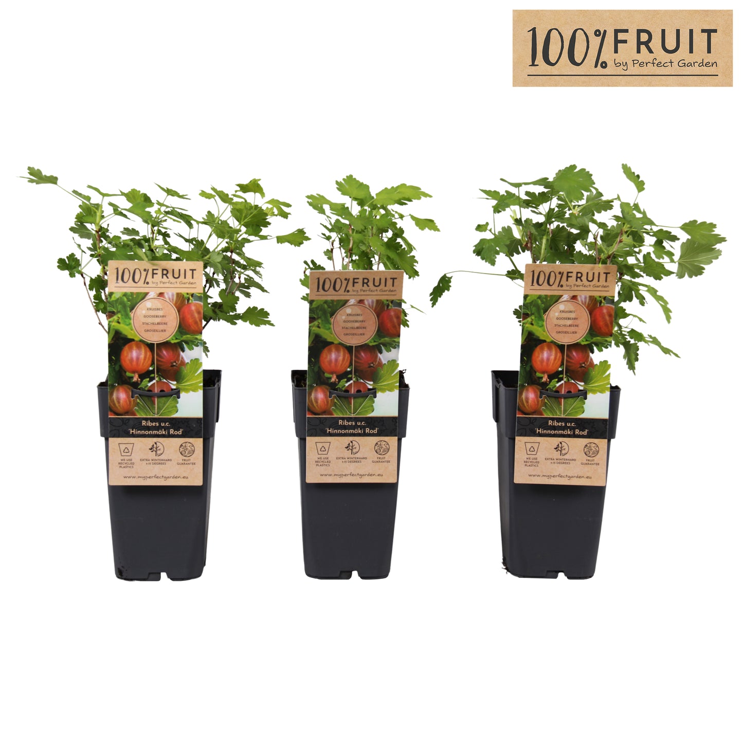 Ribes ("Gooseberry") Hinnonmaki Red 65cm 15cm Pot