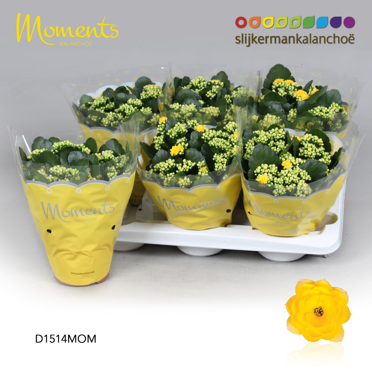 Kalanchoe Sfinx Yellow 26cm 15cm Pot