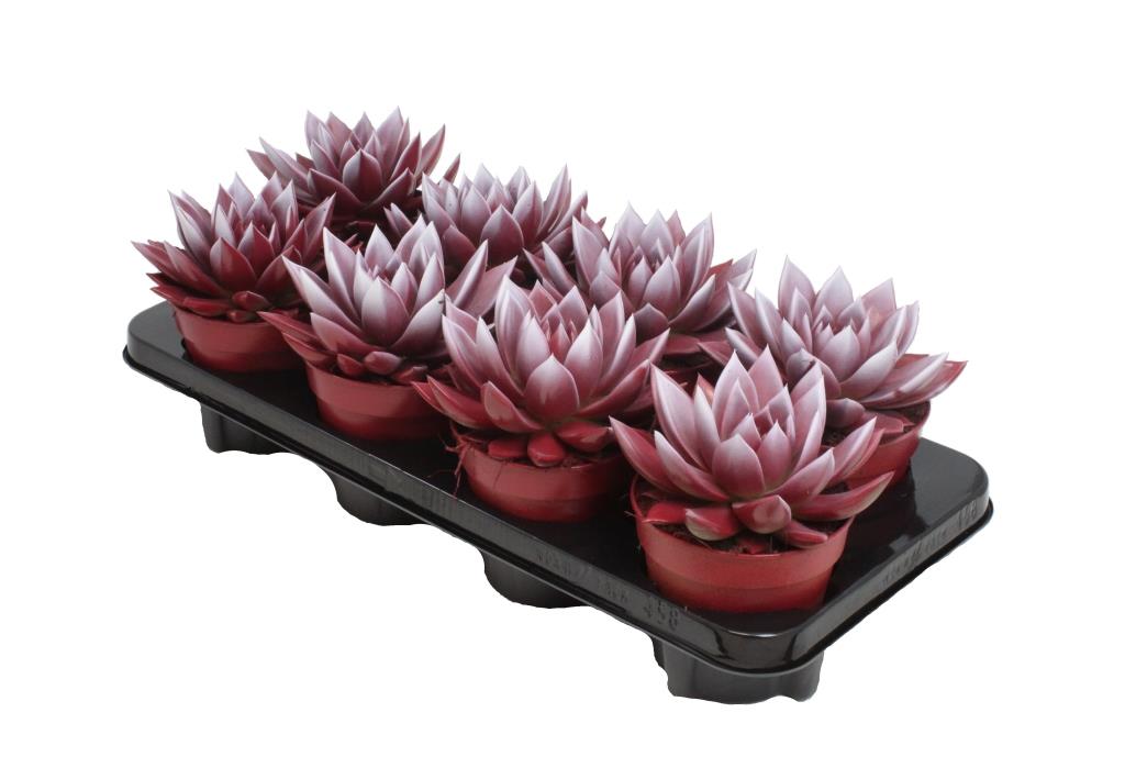 Echeveria colored red 15cm 12cm Pot