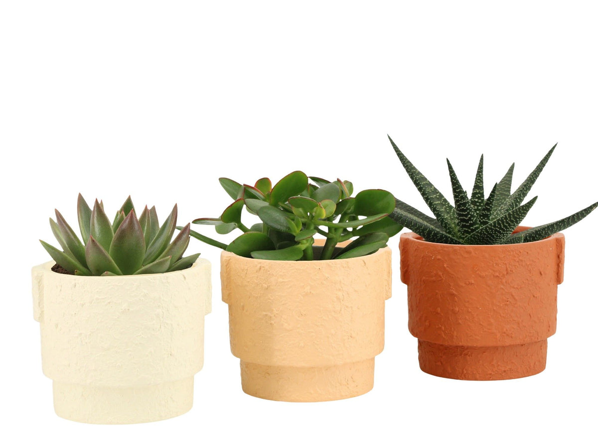 Succulent mix 15cm 10.5cm Pot