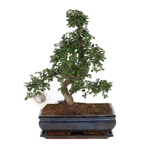 Zelkova sp. Bonsai 40cm 30cm Pot