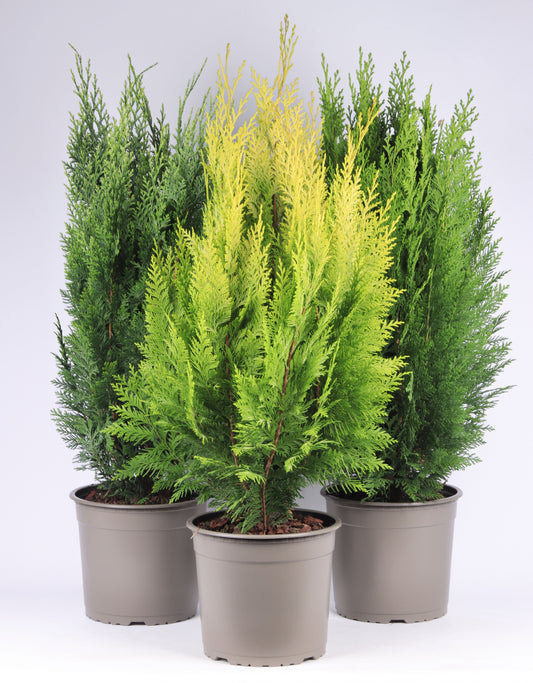 Conifer mix 75cm 23cm Pot