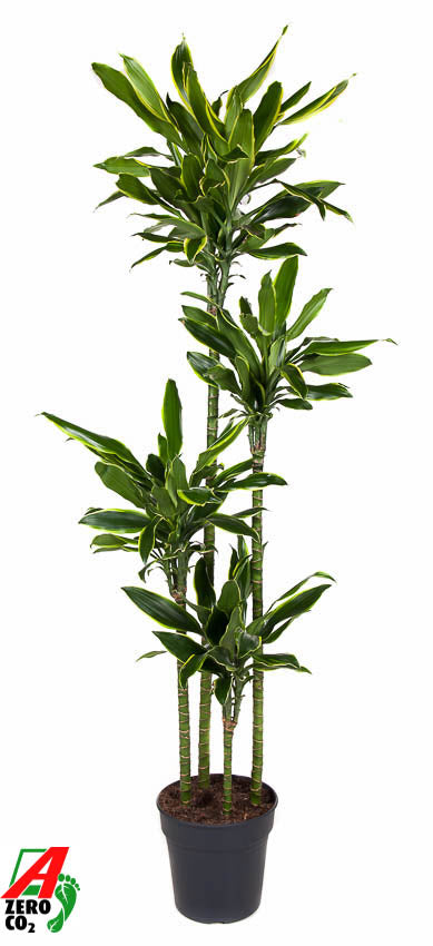 Dracaena fragrans Golden Coast 180cm 27cm Pot