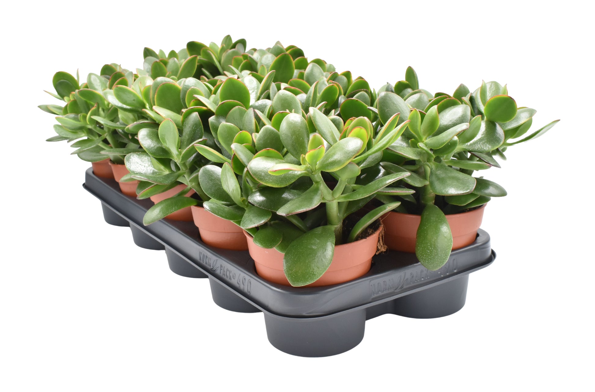 Amigo Plant VOF Crassula Sunset Pack of 8