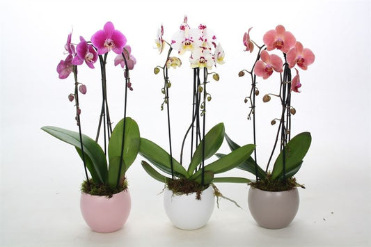Phalaenopsis mix 55cm 12cm Pot