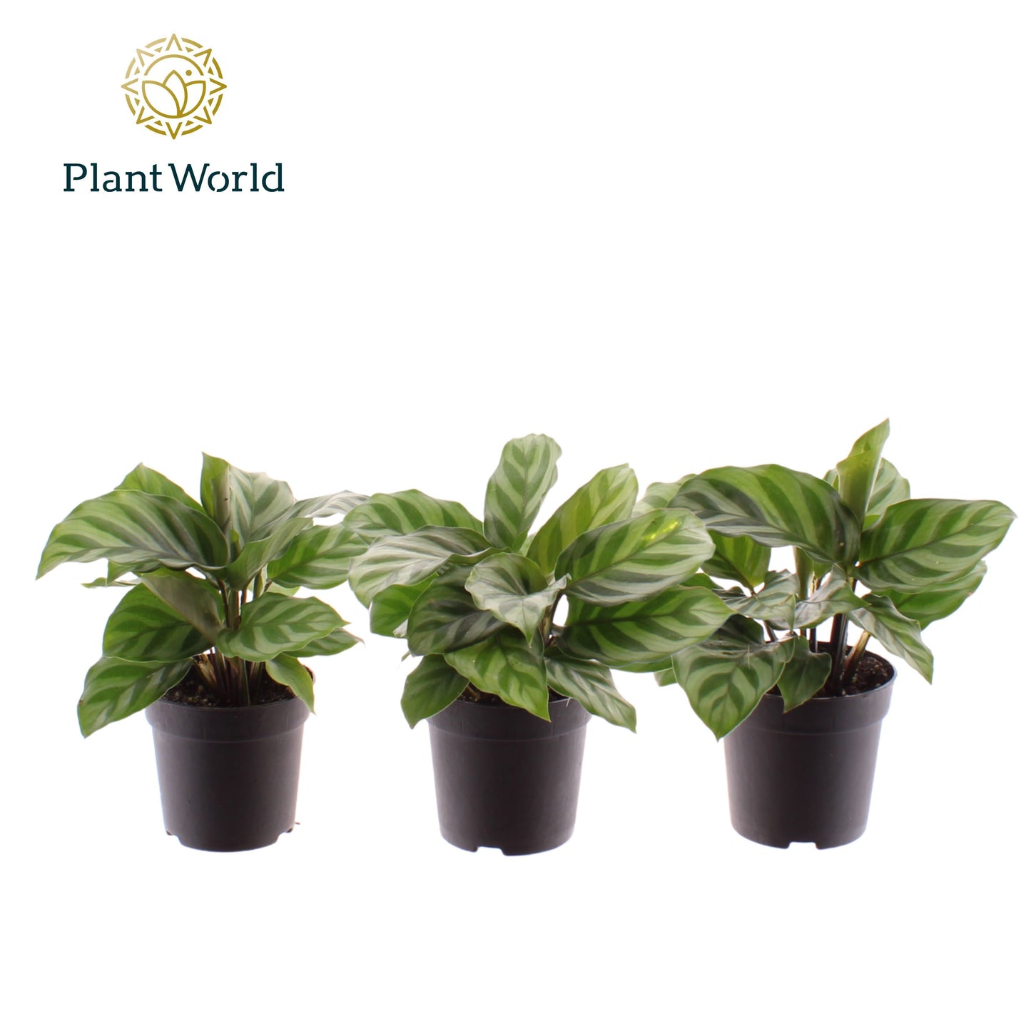 Calathea Freddie 15cm 7cm Pot