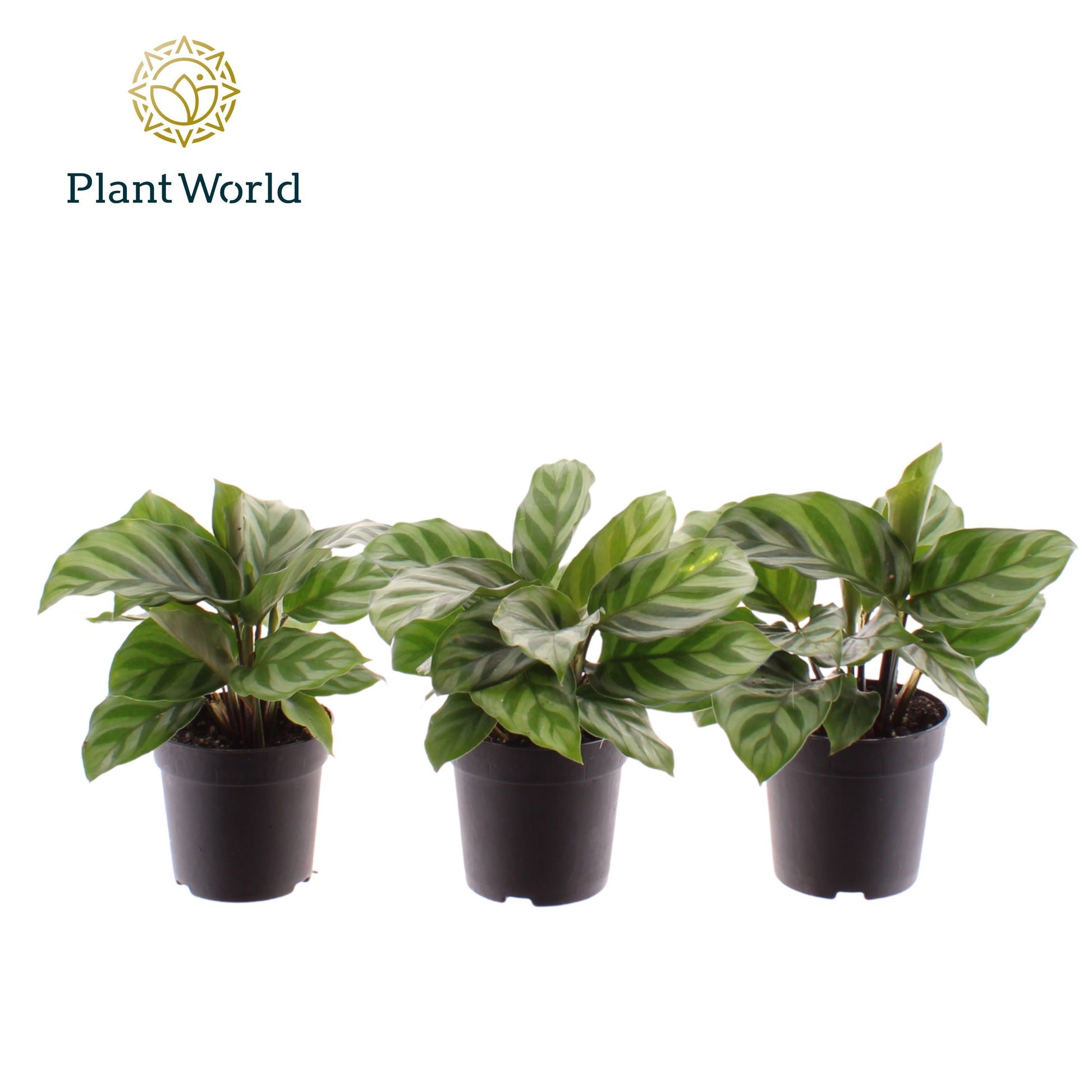Calathea Freddie 15cm 7cm Pot