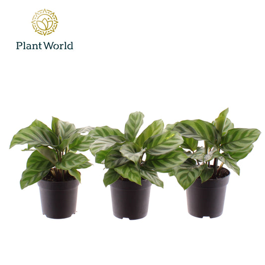 Calathea Freddie 15cm 7cm Pot