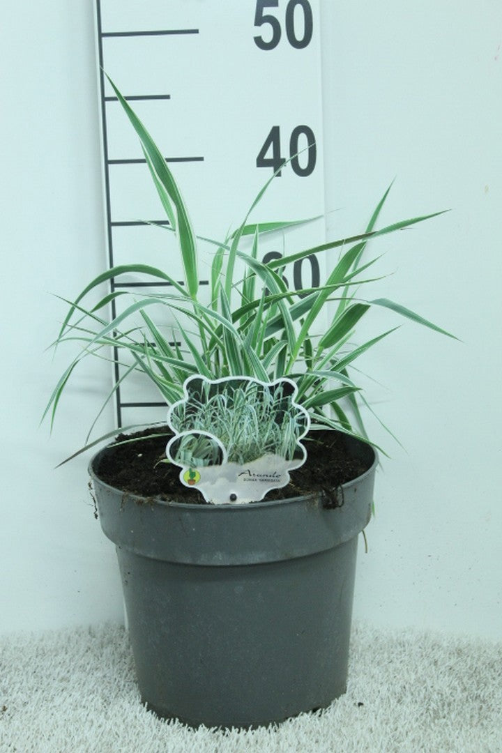 Arundo donax 40cm 23cm Pot