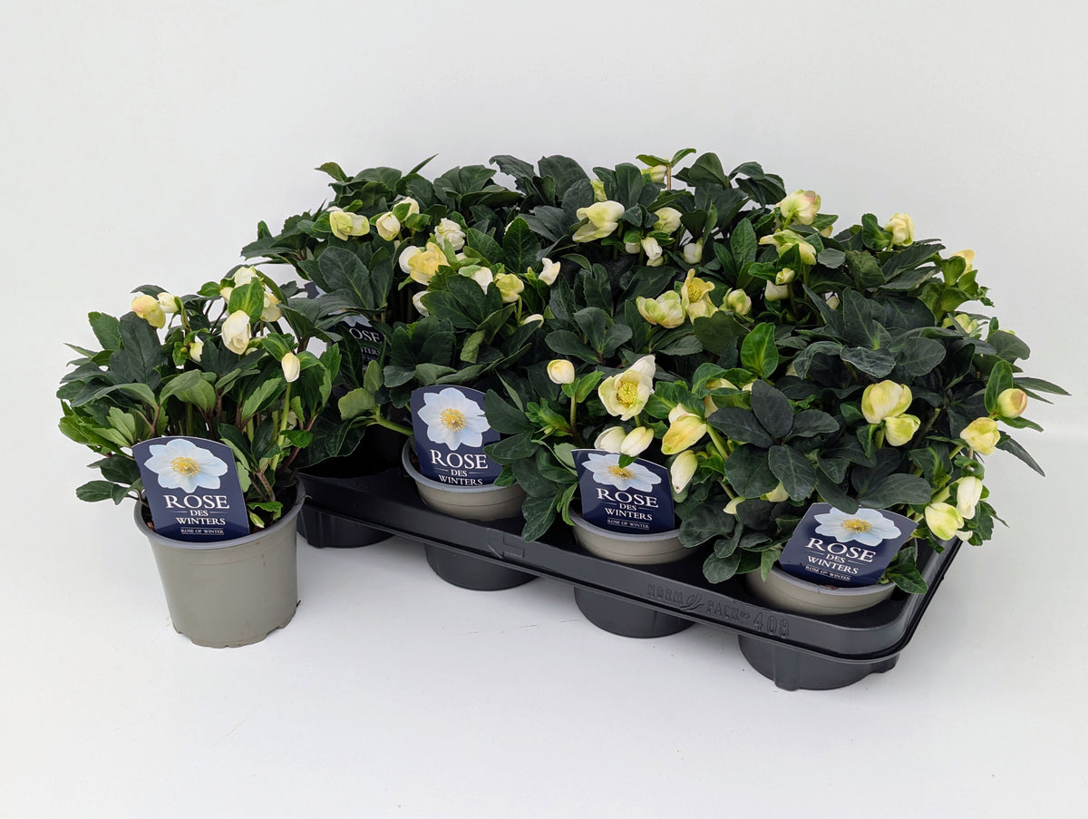 Helleborus niger Christmas Carol 28cm 12cm Pot