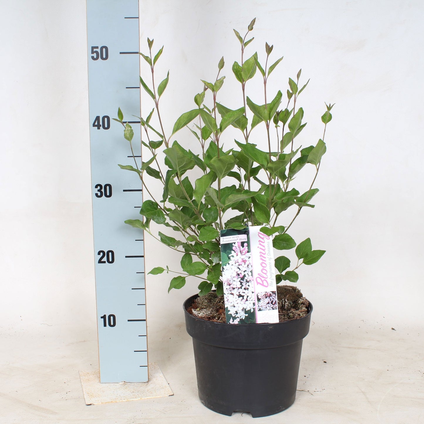 Syringa Hybrid 65cm 19cm Pot