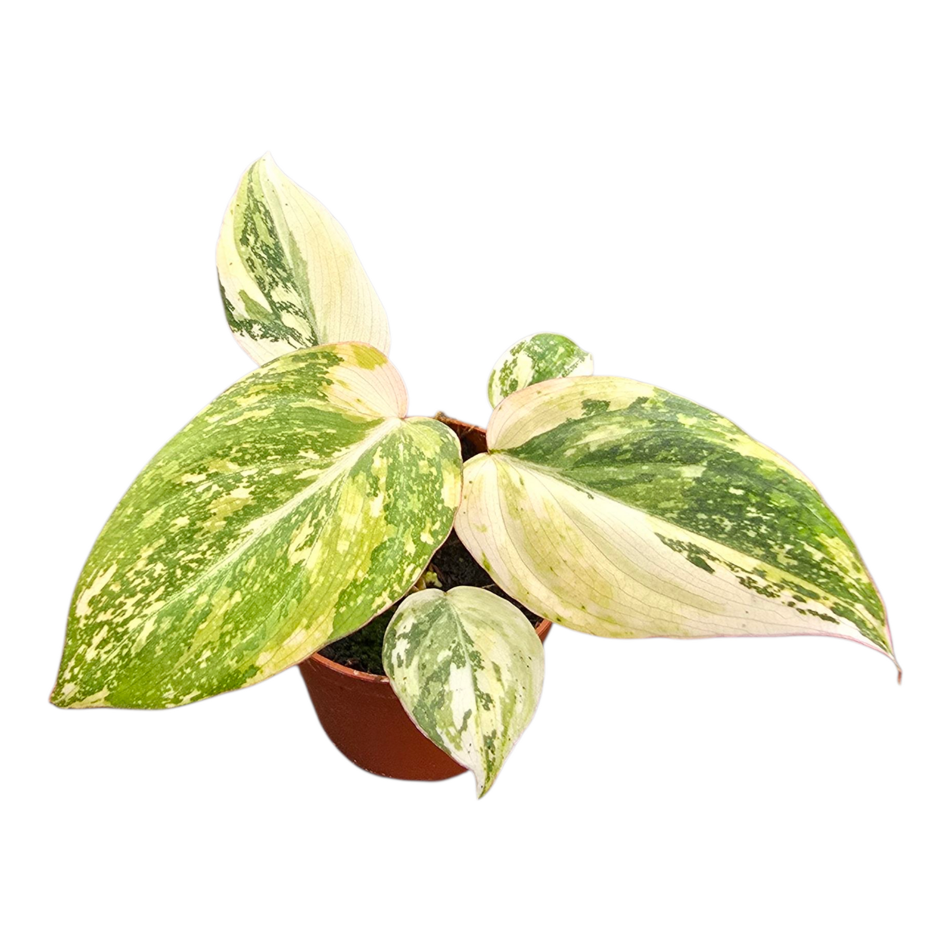 Casa Botanica Philodendron Gloriosum Pack of 2