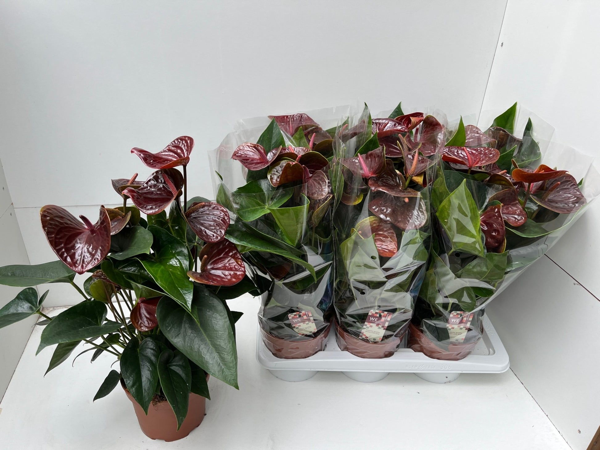 WE-Plants Anthurium Essencia Pack of 6