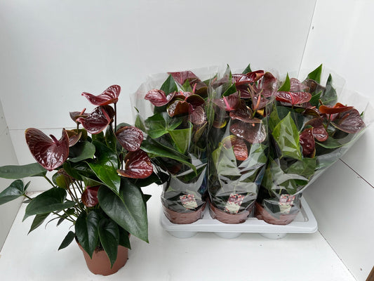 WE-Plants Anthurium Essencia Pack of 6