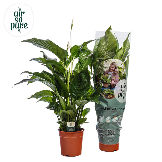Spathiphyllum Sweet Silvana 100cm 24cm Pot
