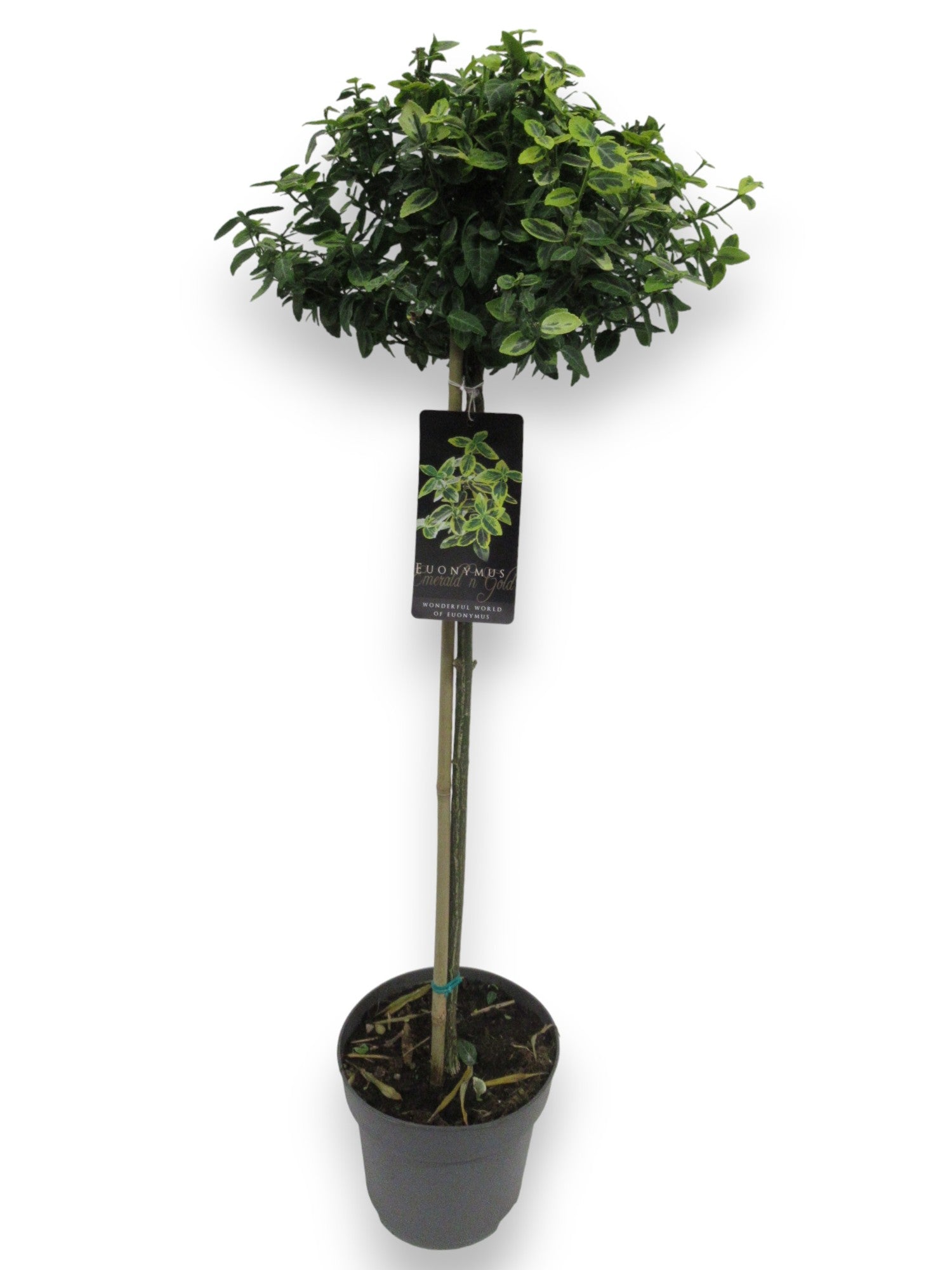 euonymus-emerald-gold-110cm-21cm-pot