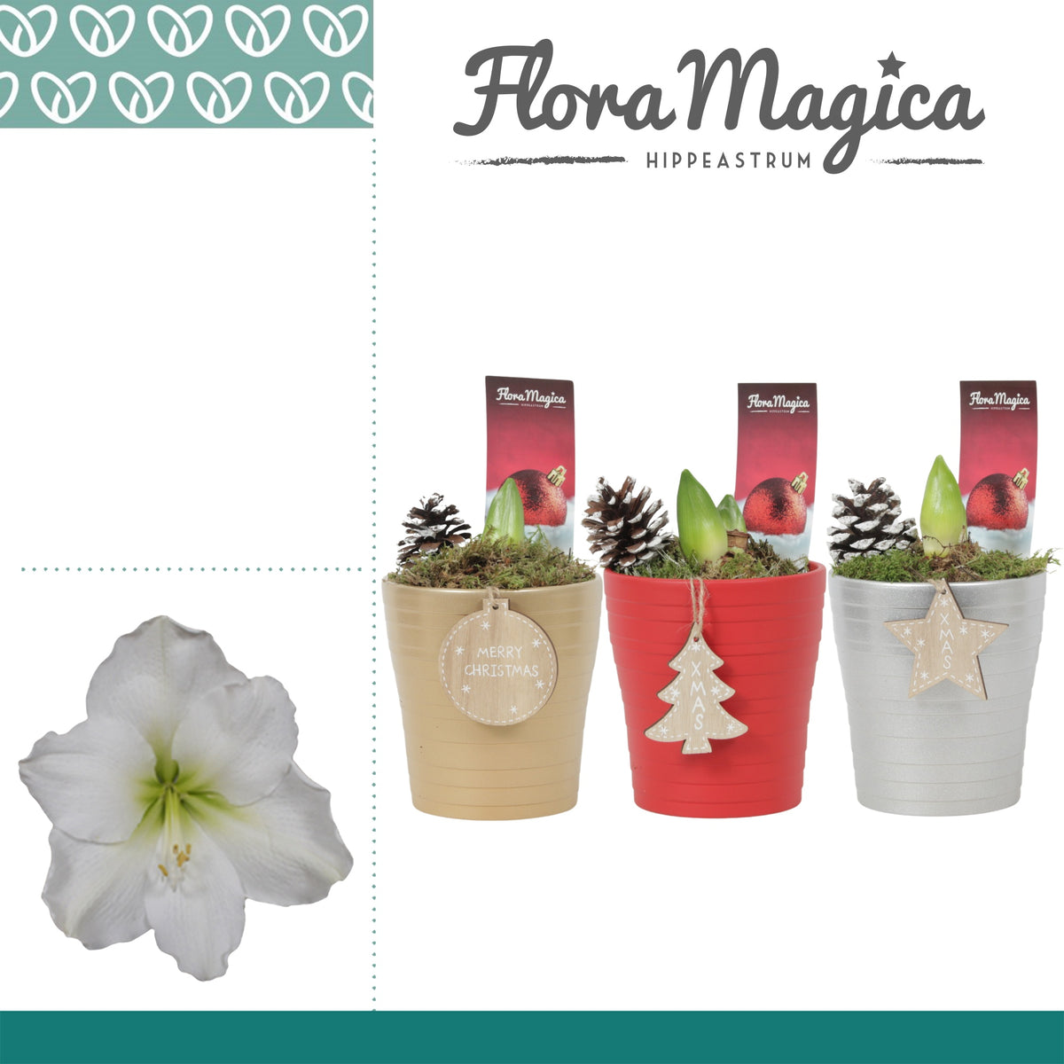 Hippeastrum 25cm 12cm Pot