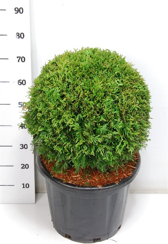 Thuja occidentalis Brabant 80cm 38cm Pot