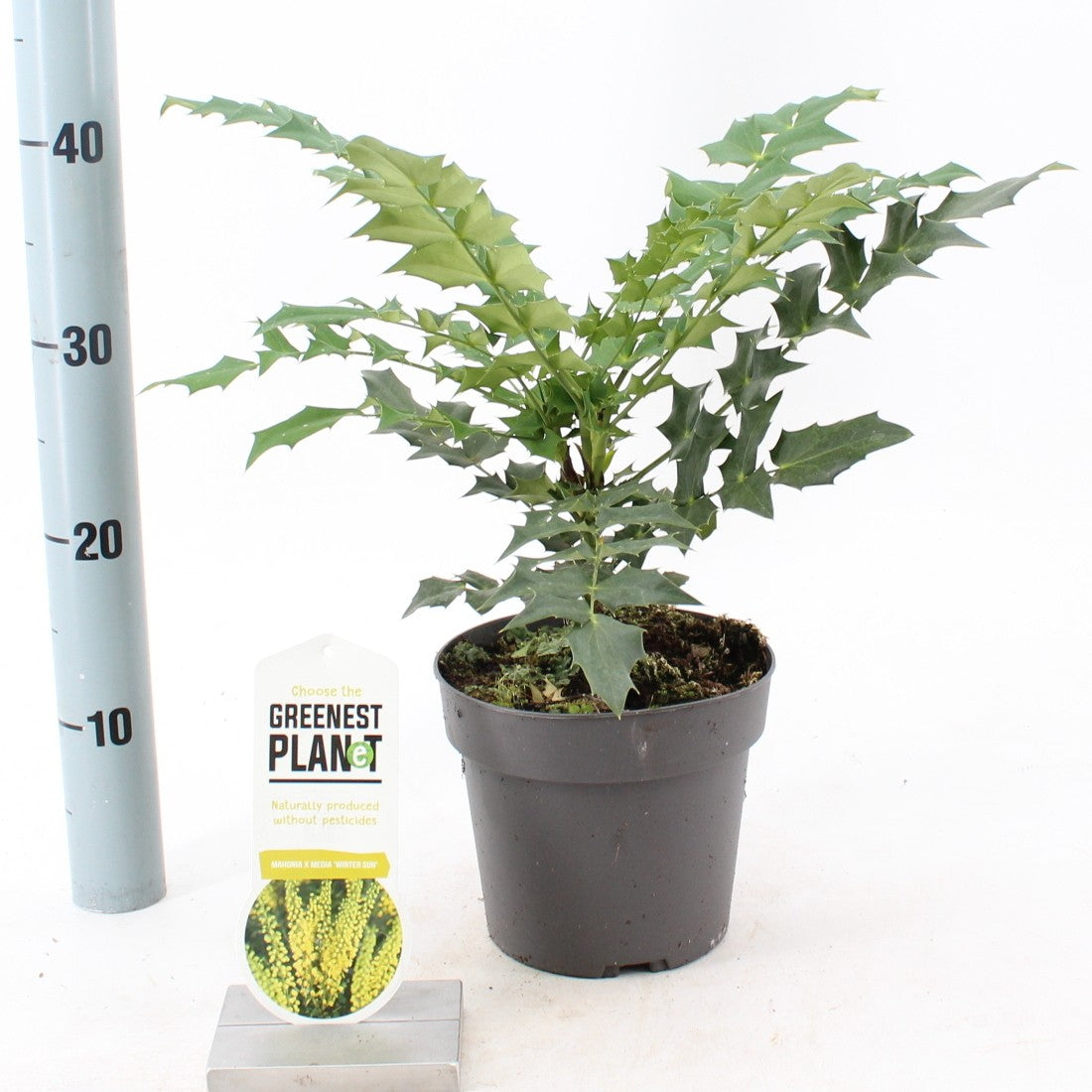 Mahonia med. Winter Sun 40cm 17cm Pot