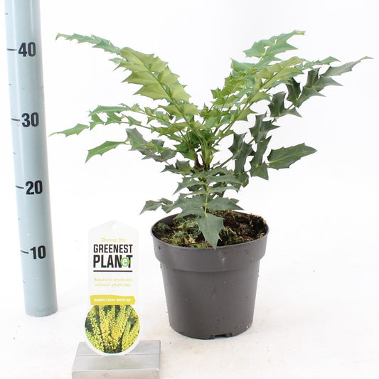 Mahonia med. Winter Sun 40cm 17cm Pot