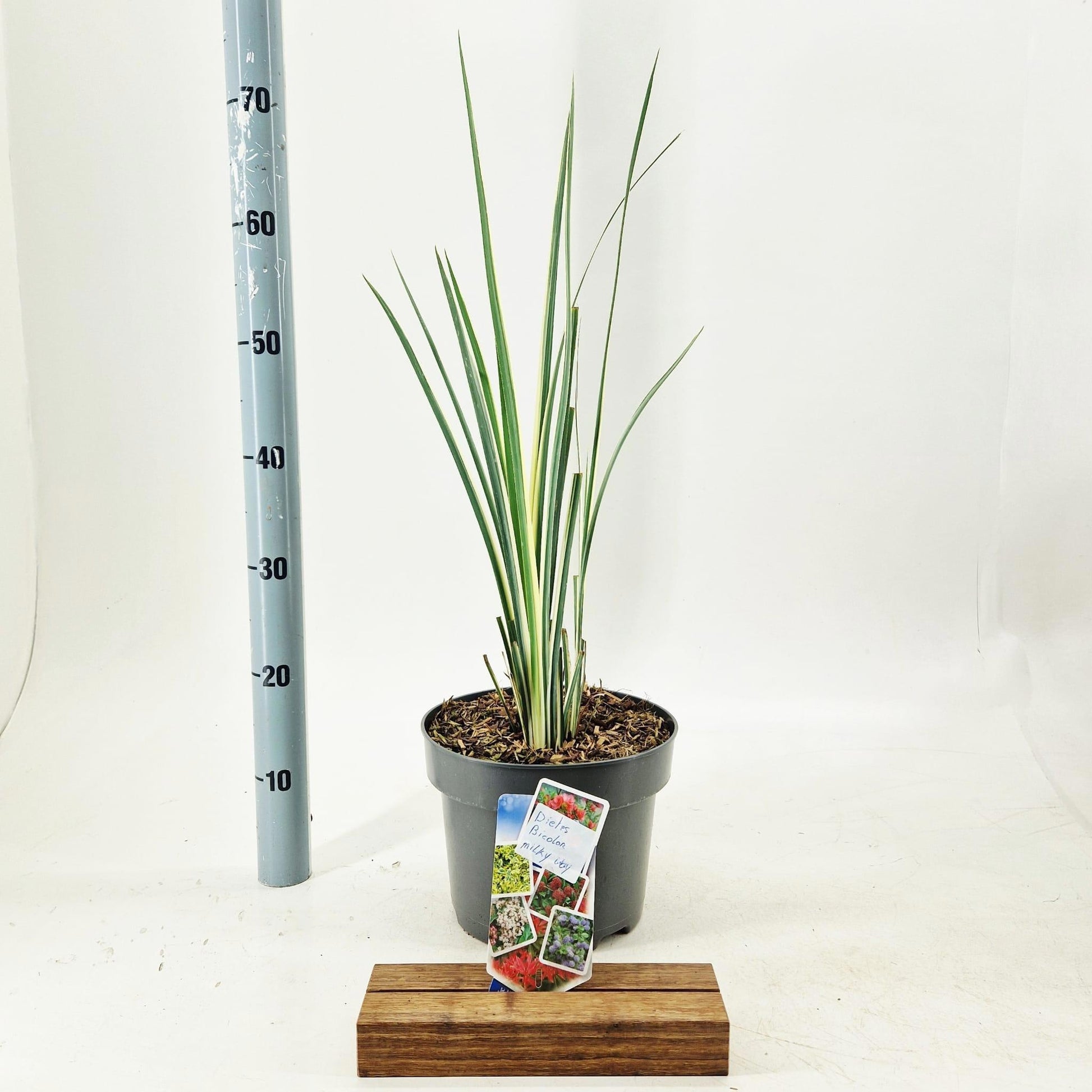 Cordyline australis Superstar 60cm 23cm Pot