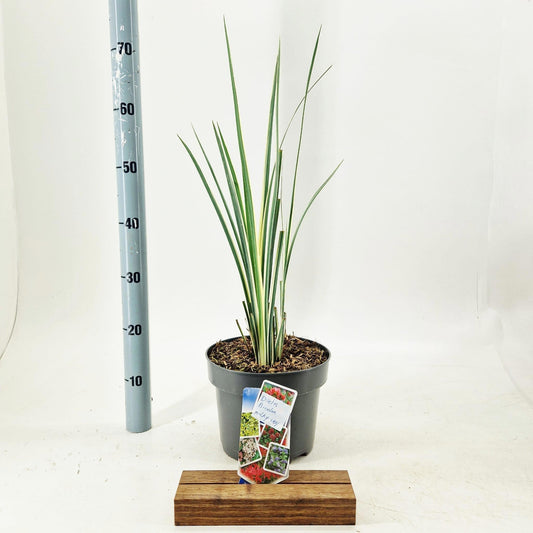 Cordyline australis Superstar 60cm 23cm Pot
