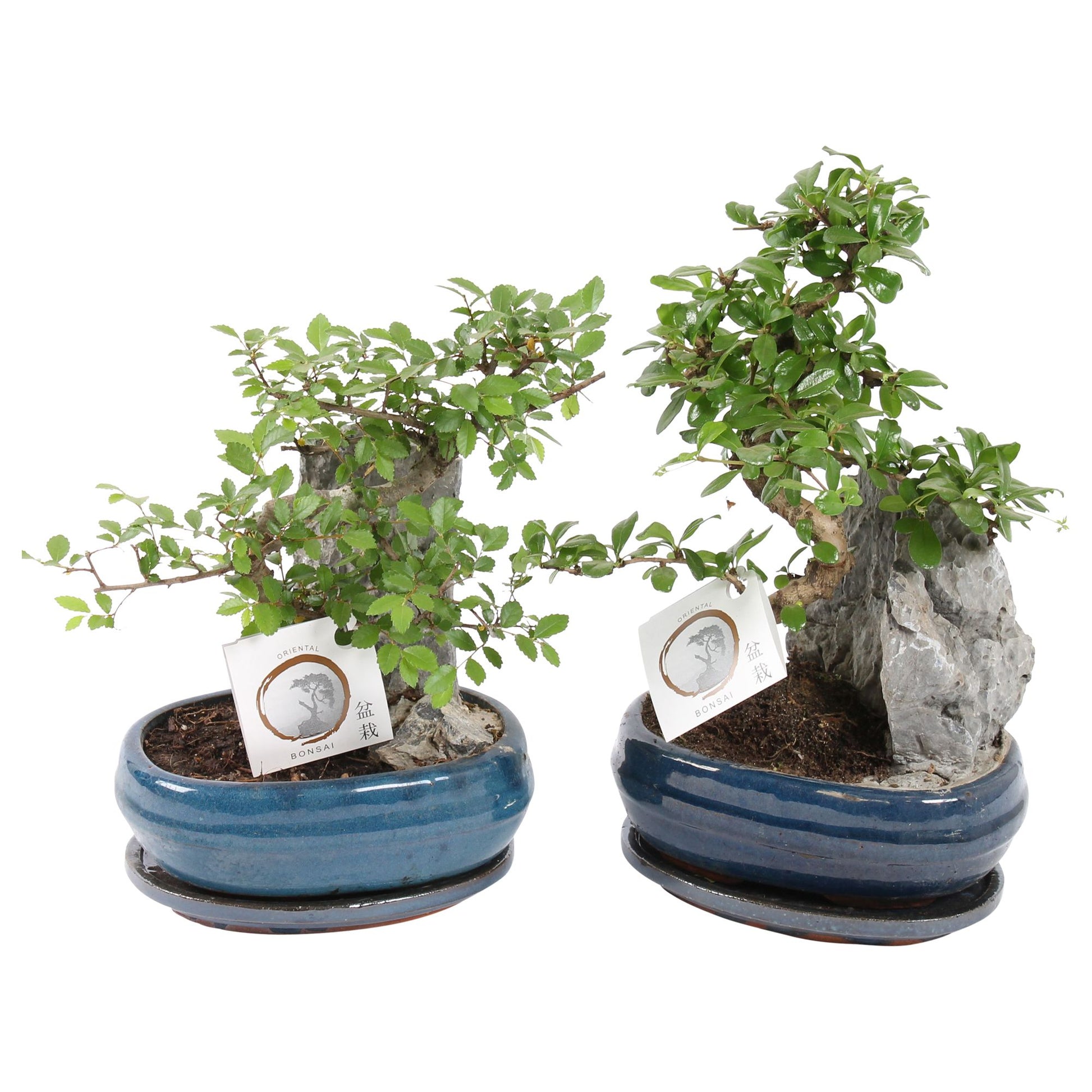 Bonsai mix 35cm 21cm Pot
