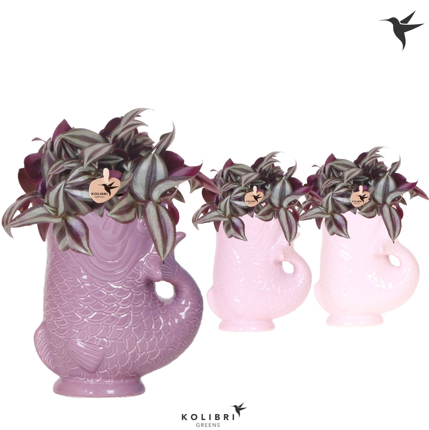 Tradescantia Violet Hill 26cm 9cm Pot