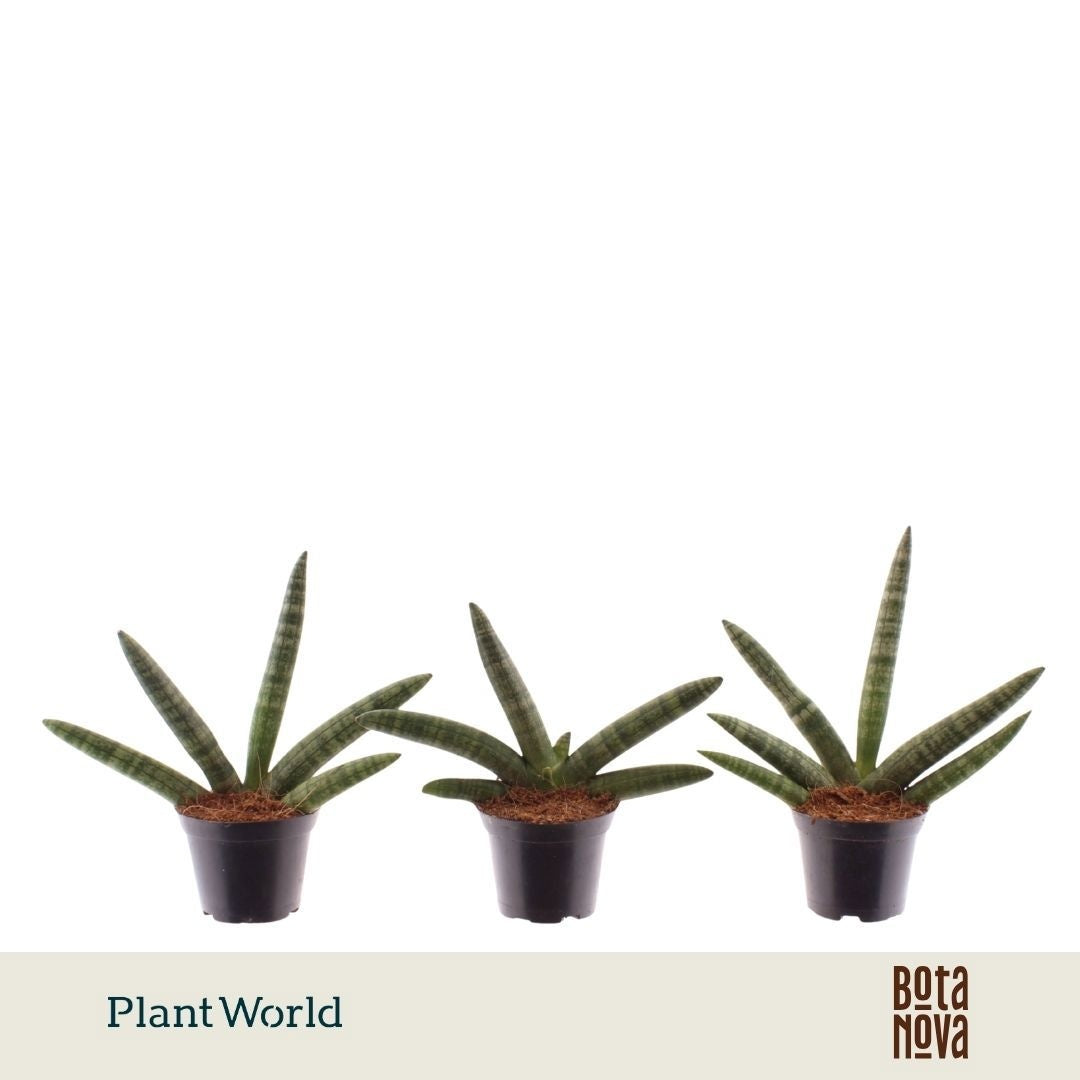 Sansevieria cyl. Skyline 15cm 7cm Pot