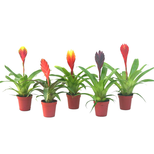 Vriesea mix 15cm 505cm Pot