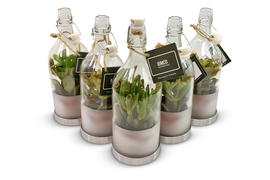 Crassula mix 14cm 11cm Pot
