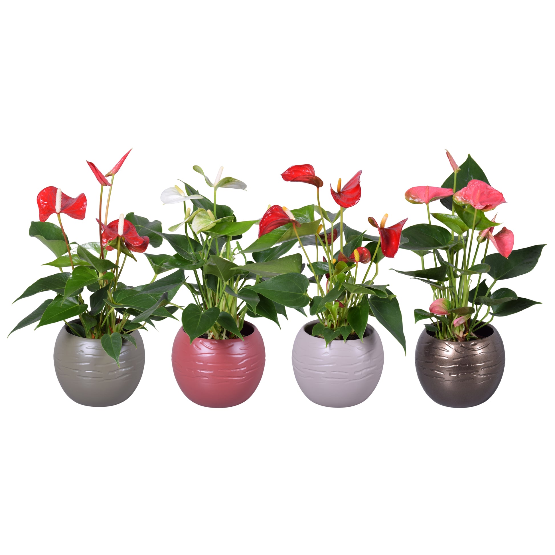 Anthurium mix 30cm 11cm Pot