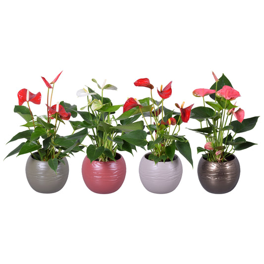 Anthurium mix 30cm 11cm Pot
