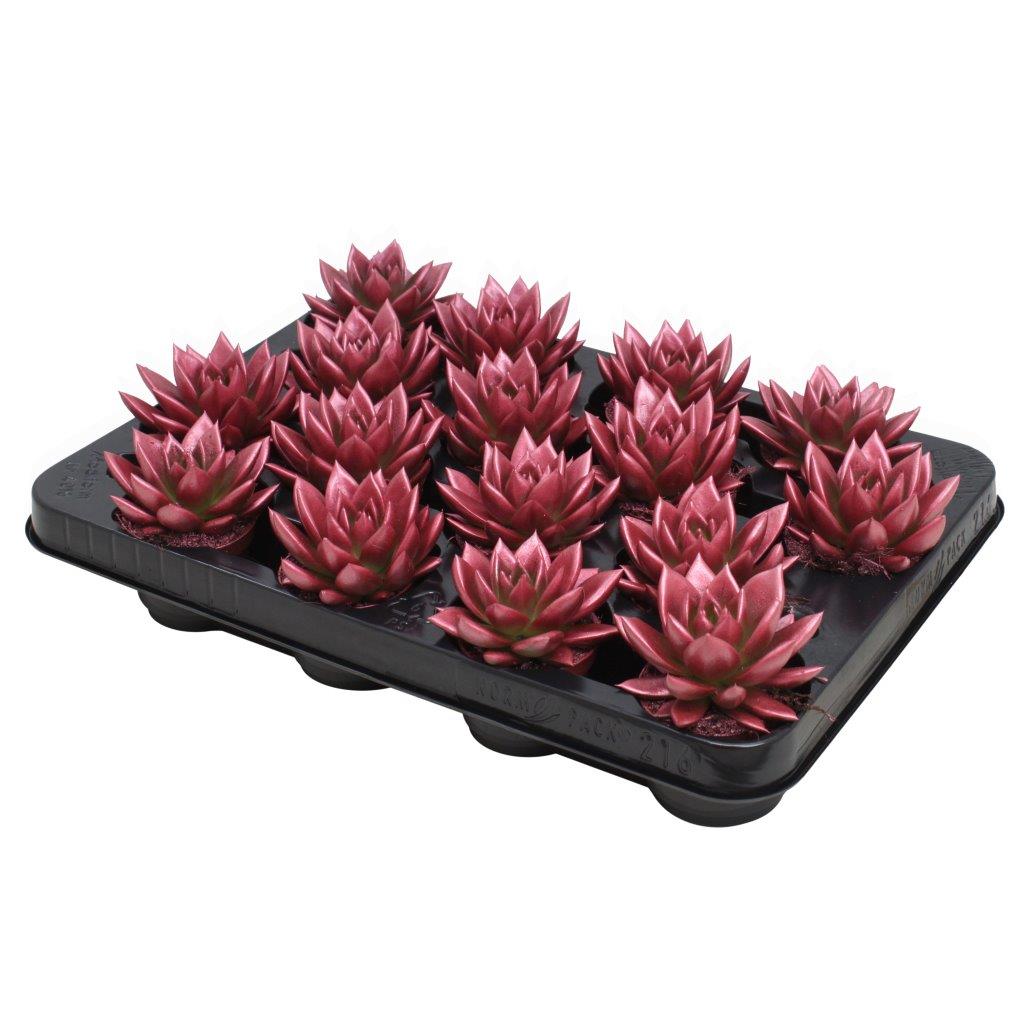 Echeveria Miranda 8cm 6cm Pot