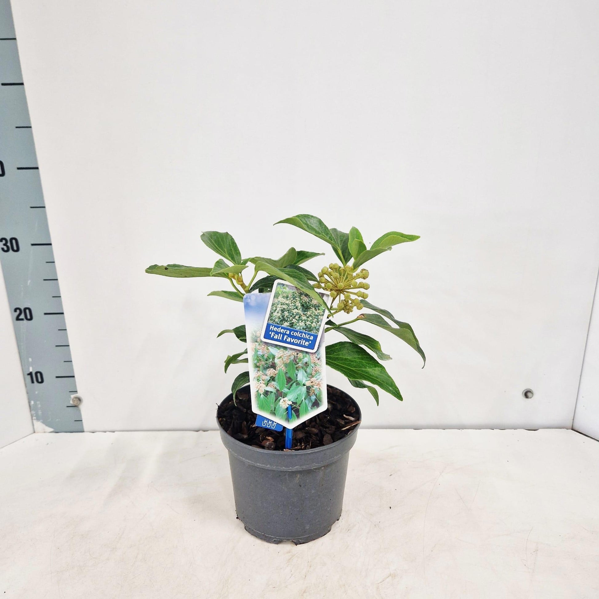 Hedera col. Fall Favourite 17cm Pot