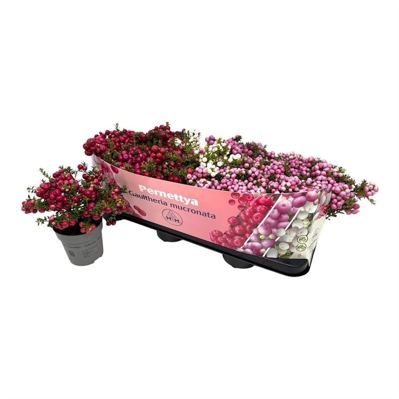 Gaultheria mucronata 15cm 10.5cm Pot