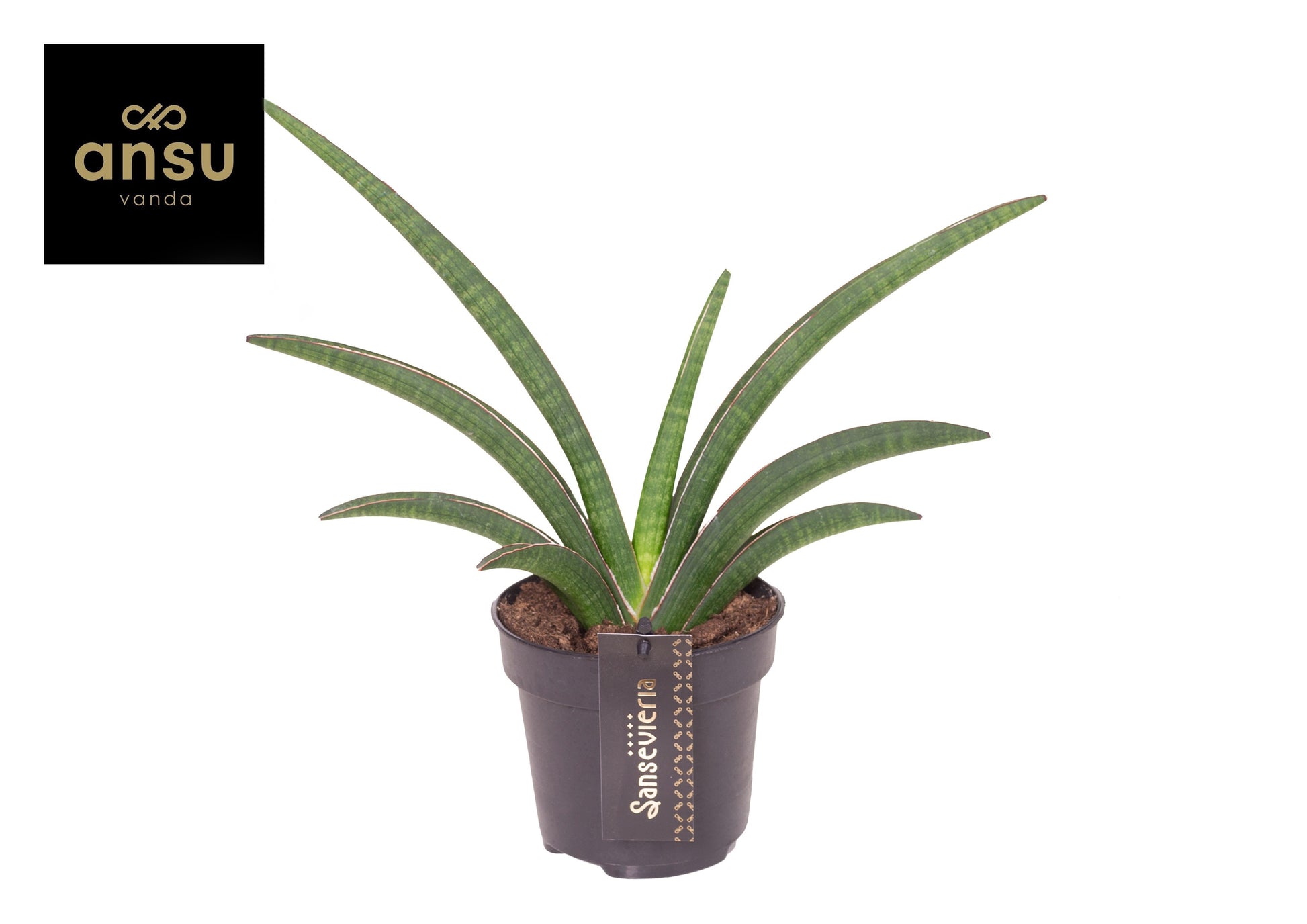 Sansevieria Tiara Grand Gazelle 50cm 12cm Pot