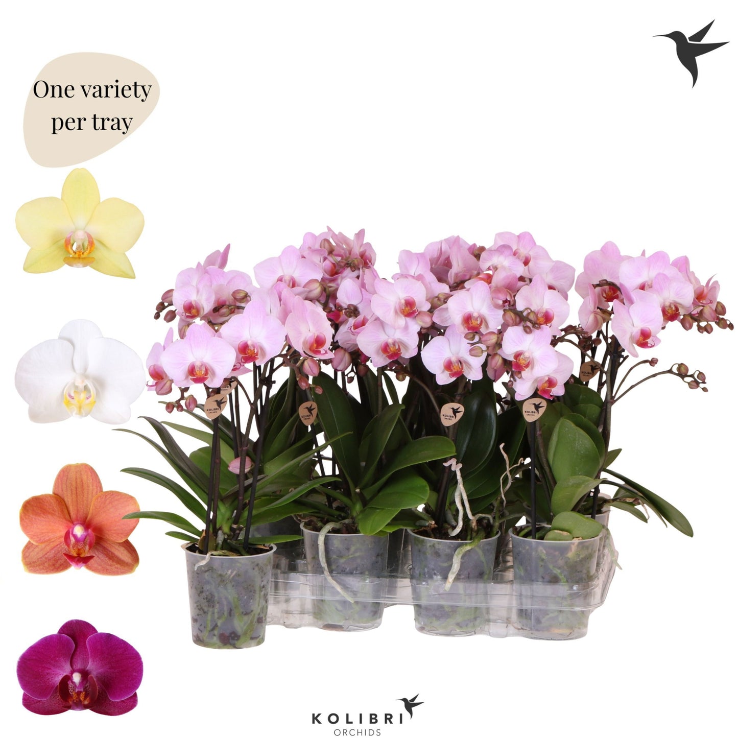 Kolibri Orchids Phalaenopsis Mineral diverse 2 spike no potcover 40cm 9cm Pot