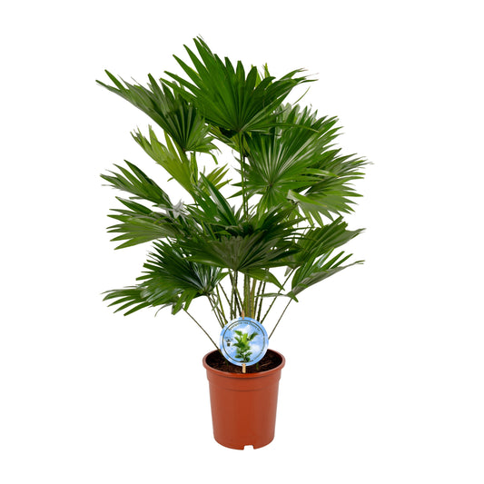 Livistona rotundifolia 90cm 19cm Pot