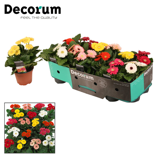 Gerbera sundayz mix decorum 25cm 12cm Pot