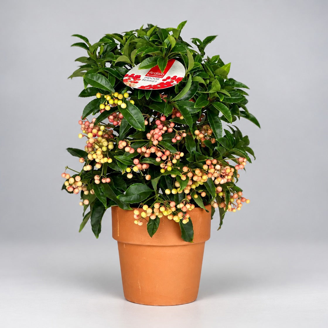 Ardisia Premium Pink in terracotta pot 40cm 15cm Pot
