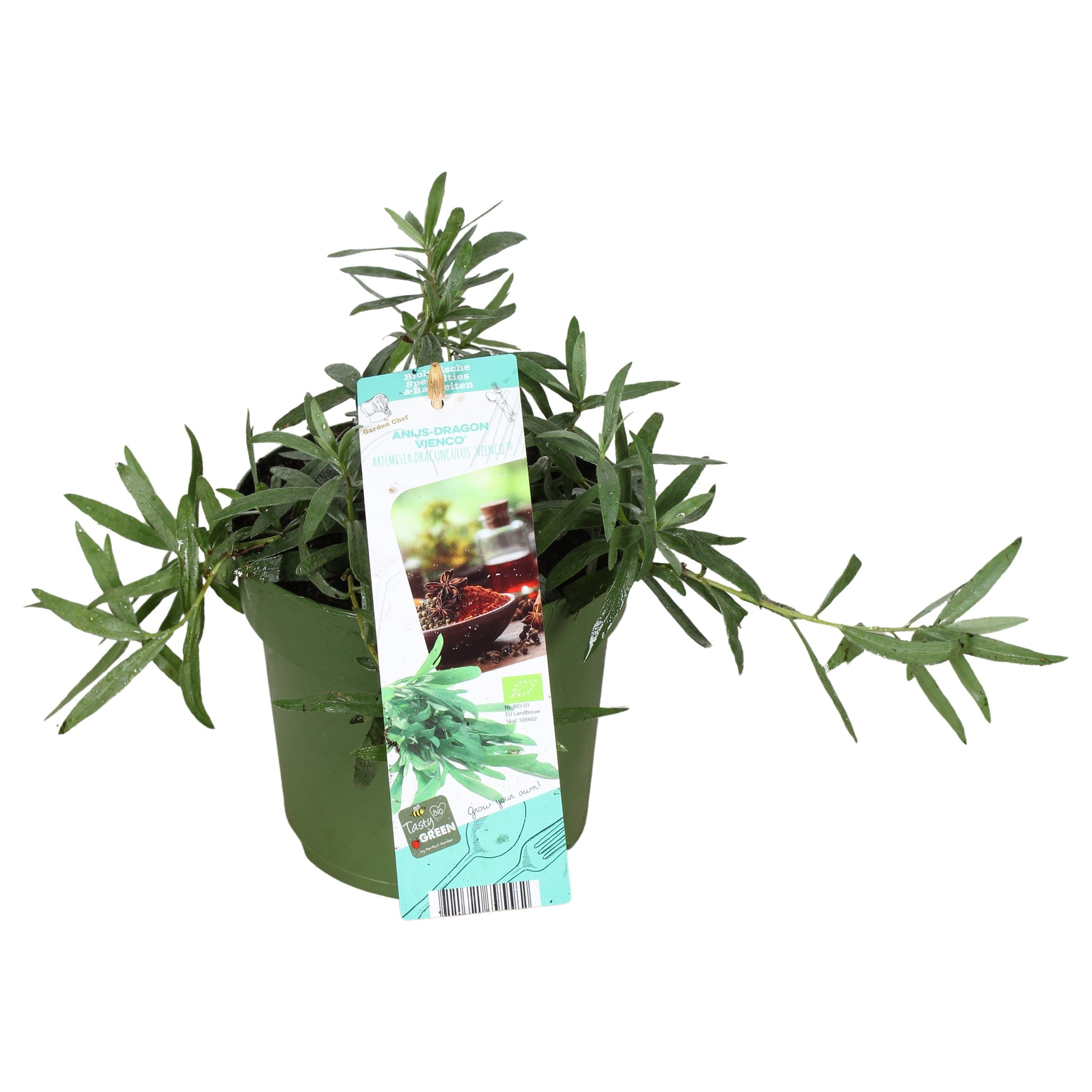 Artemisia dracunculus (tarragon) 30cm 14cm Pot