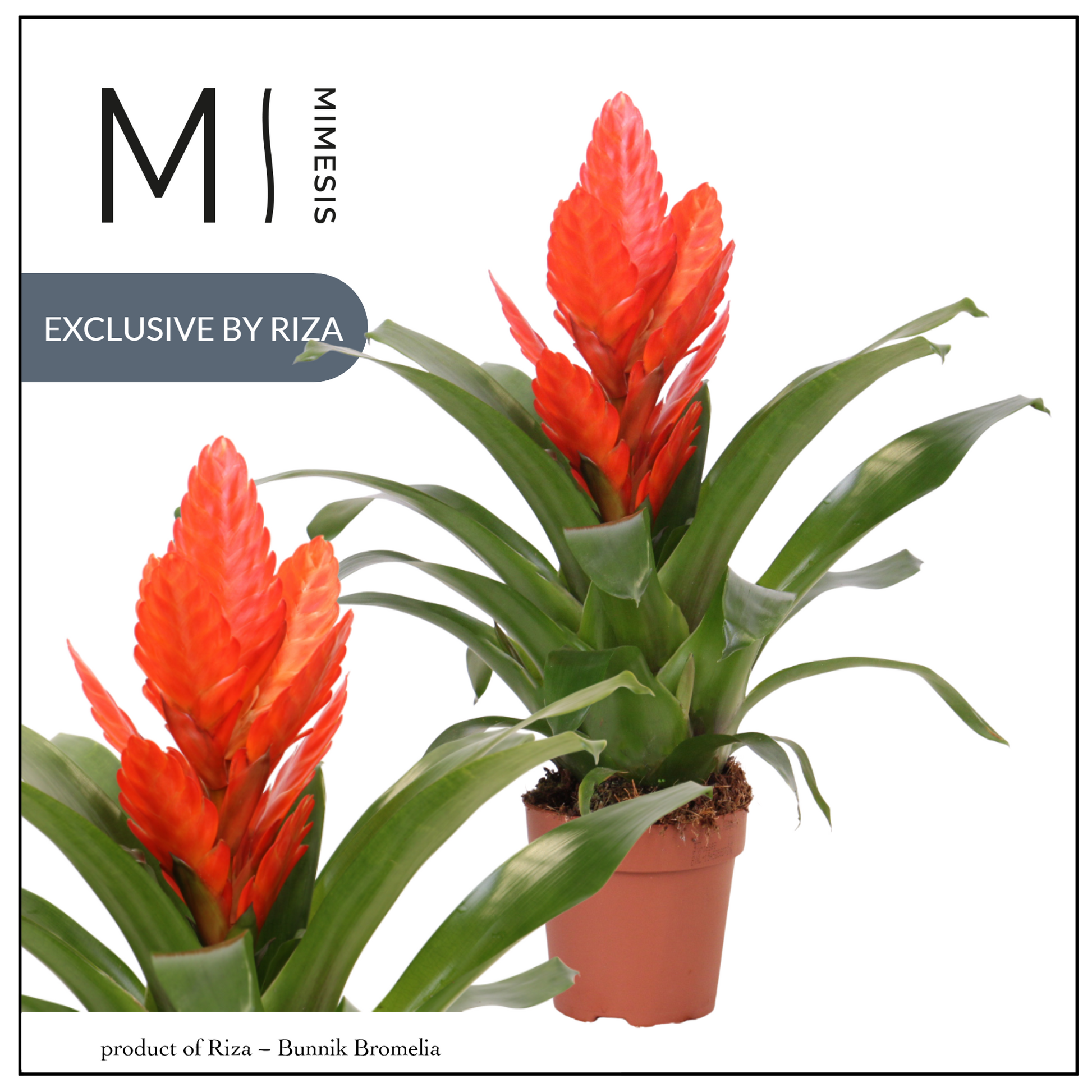 Riza Bromelia Specialist Vriesea Intenso Orange Pack of 6