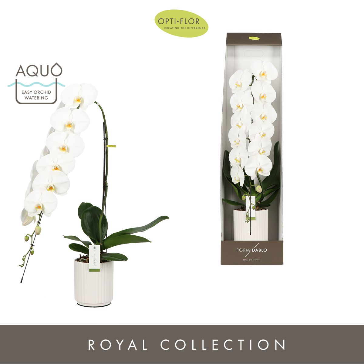 Phalaenopsis Formidablo white (+ drp.Lazio) 95cm 15cm Pot